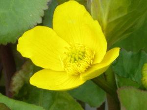 Water buttercups or Ranunculus